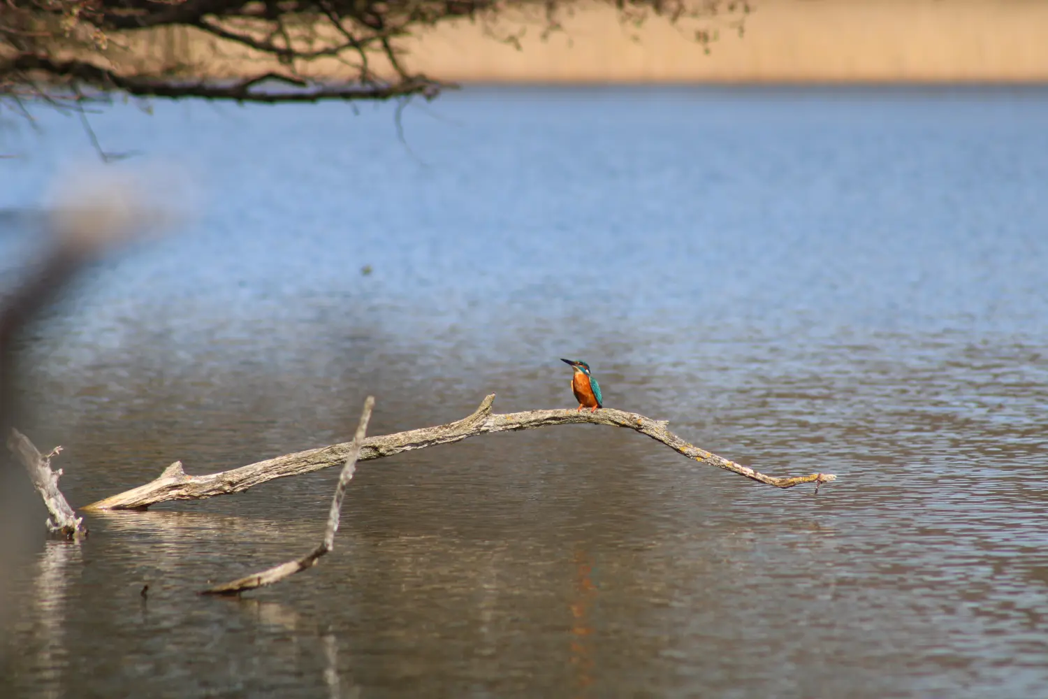 ein kleiner, farbenfroher Vogel, der für sein charakteristisches blaues und orangefarbenes Gefieder bekannt ist. von Pflege-Service Juden
