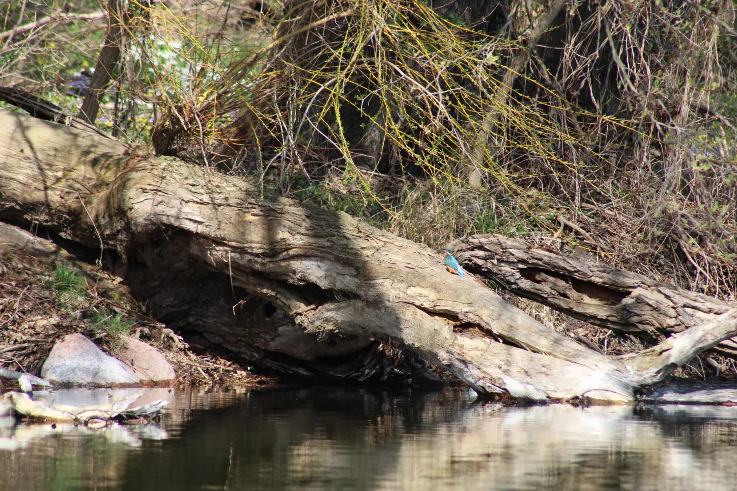 Ein Eisvogel sitzt auf einem umgestürzten Baumstamm am Wasser. Von Pflege-Service Jüdes