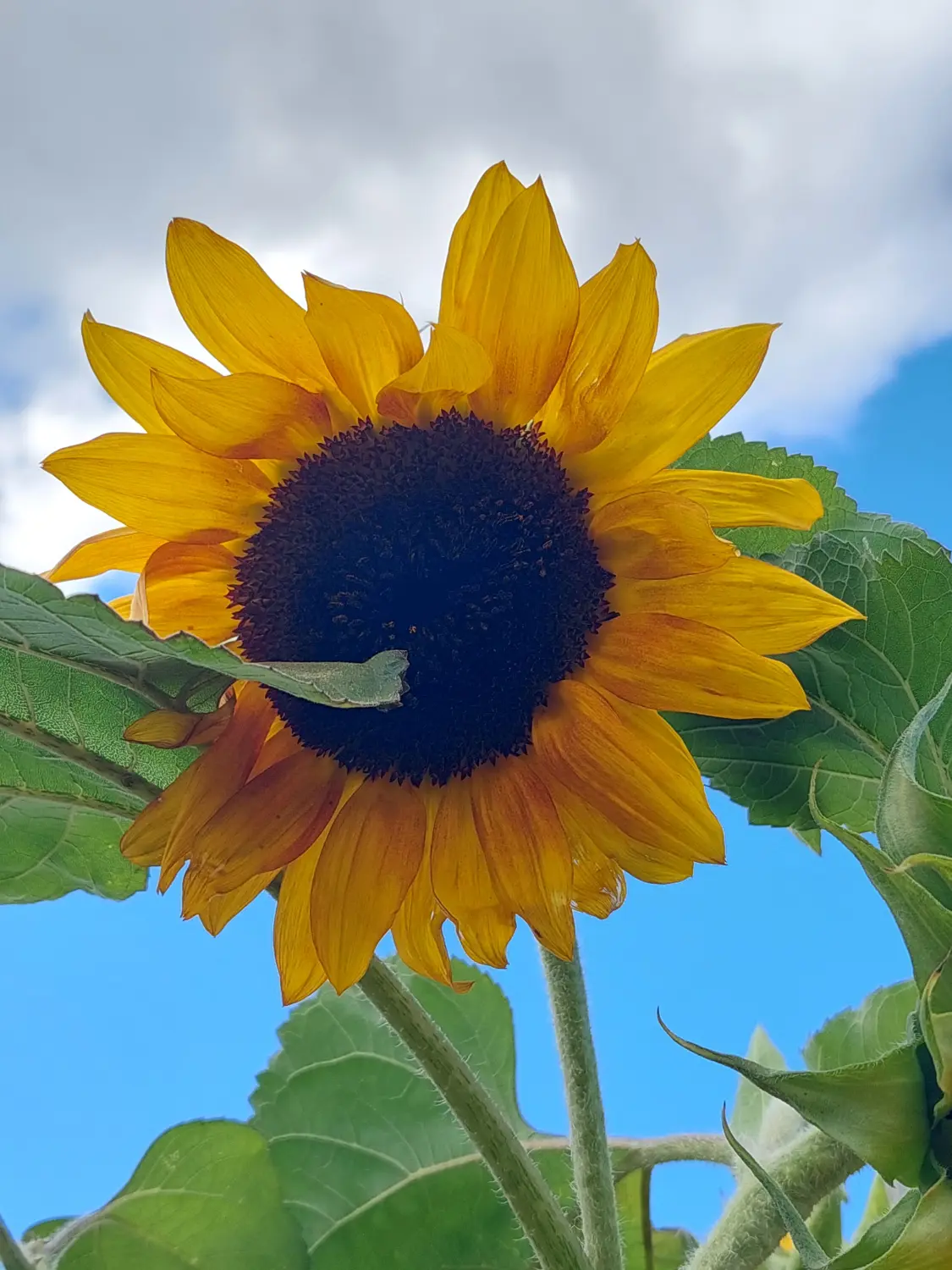 Sonnenblume. Von Pflege-Service Jüdes